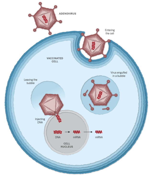 Mrna Vs Vector - Difference between viral vector and mrna vaccines